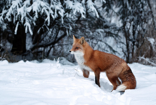 �1761687 �������(a): ����������:2750x1848